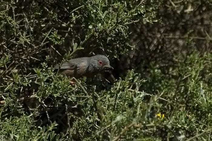 Provencaalse Grasmus.jpg - Provençaalse Grasmus